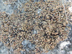 Psora pseudorussellii