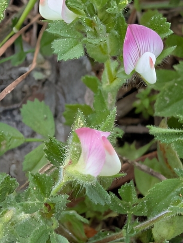 small restharrow (Ononis reclinata)