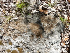 Psora pseudorussellii