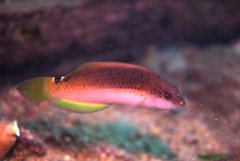 Black-Spotted Parrotfish photo 2
