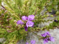 Euphrasia collina tetragona