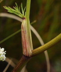 Anisotome haastii