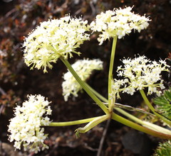 Anisotome haastii