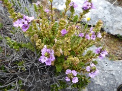 Euphrasia collina tetragona