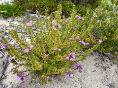 Euphrasia collina tetragona