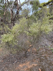 Olearia passerinoides