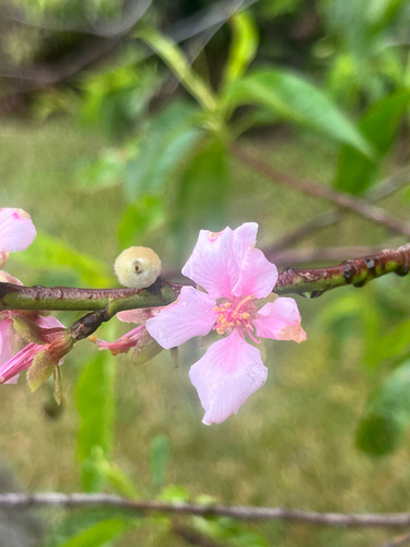 Prunus, 2026-03-19