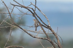 Cisticola marginatus