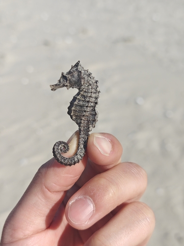 Hippocampus erectus