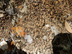 Psora pseudorussellii