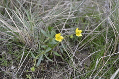 Ranunculus pedatus