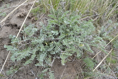 Astragalus testiculatus