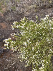 Olearia passerinoides
