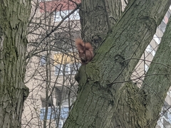 Sciurus vulgaris