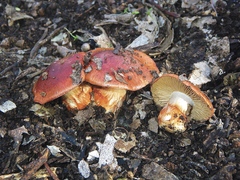 Cortinarius erythraeus