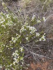 Olearia passerinoides