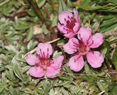 Potentilla nitida