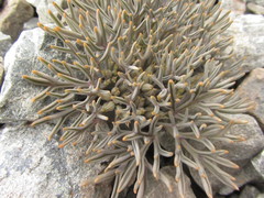 Lignocarpa carnosula