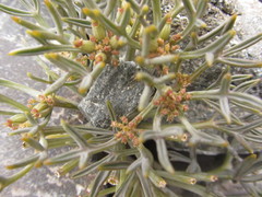 Lignocarpa carnosula