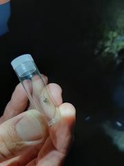 Australomimetus mendicus