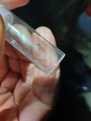 Australomimetus mendicus