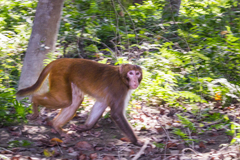 Macaca mulatta