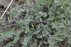 Astragalus testiculatus