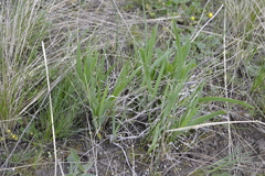 Iris arenaria