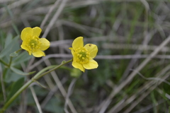Ranunculus pedatus