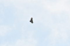 Nisaetus nipalensis