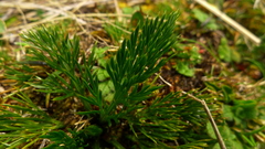 Aciphylla polita