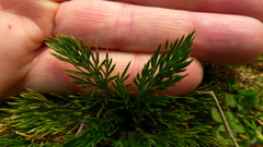Aciphylla polita