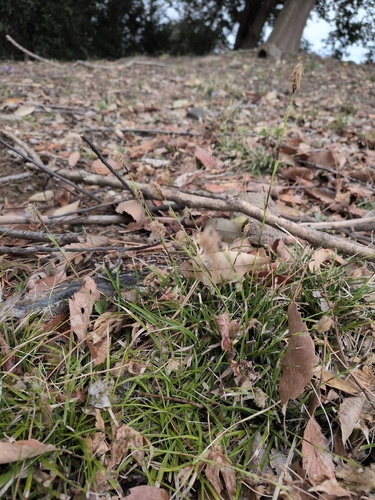 Carex conica, photograph 4