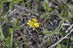 Draba sibirica