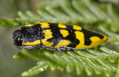 Cyrioides imperialis
