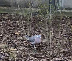Columba palumbus