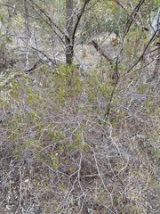 Acacia montana