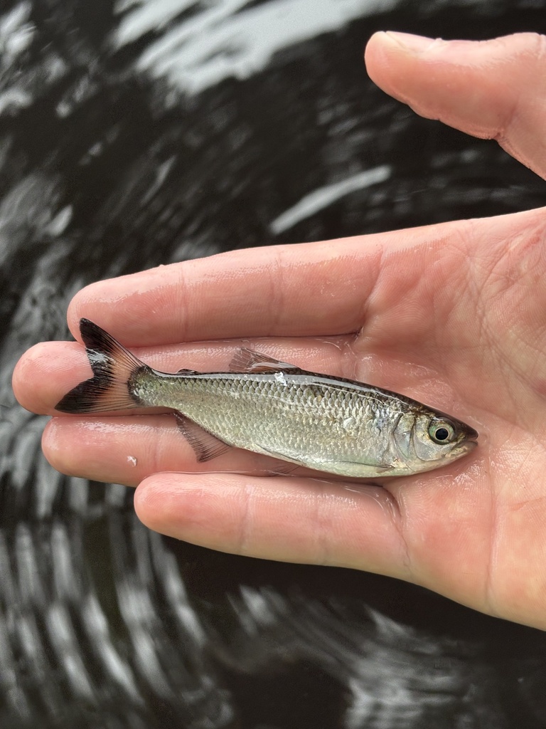 Mourning tetra (Brycon pesu) — Bryconidae