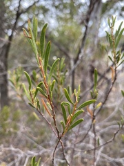 Acacia montana