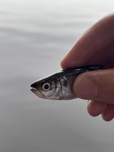 Mourning tetra (Brycon pesu) — Bryconidae — 4