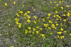 Draba sibirica