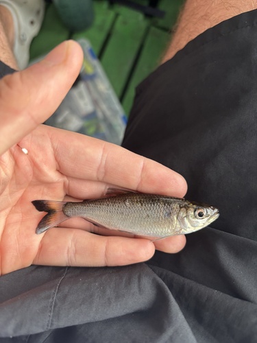 Mourning tetra (Brycon pesu) — Bryconidae — 5