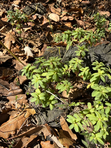 Peperomia leptophylla, photograph 4