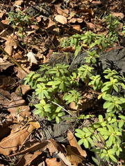 Peperomia leptophylla, photograph (c) Brandon Corder, some rights reserved (CC BY)