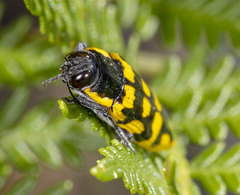 Cyrioides imperialis