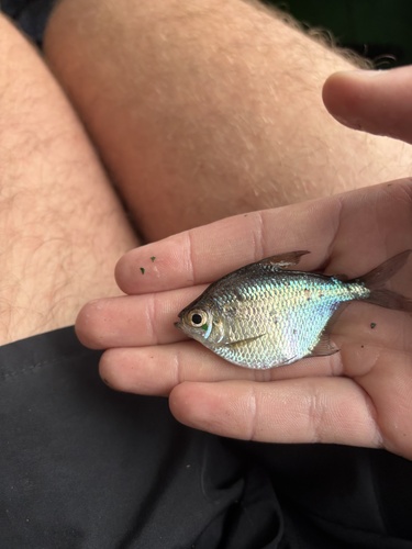 Silver dollar tetra (Poptella compressa) — Characidae — 3