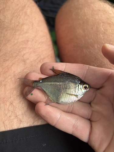 Silver dollar tetra (Poptella compressa) — Characidae