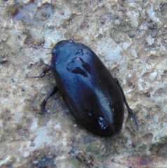 Meladema