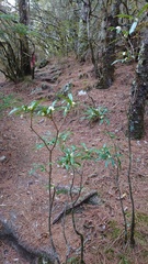 Daphne arisanensis
