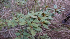 Rhododendron rubropilosum
